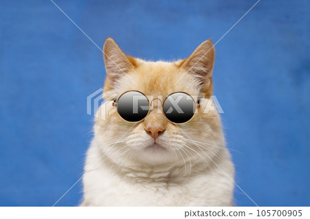 Portrait of a red cat in black glasses on a blue background 105700905