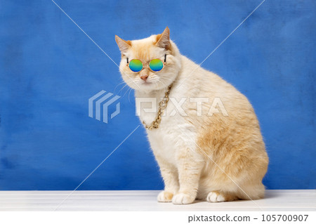 Fat cat in multi-colored glasses and a gold chain around his neck, blue background 105700907