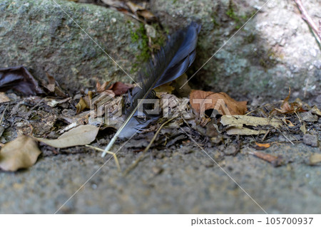 A crow's feather that fell on the roadside A crow's feather that fell on the roadside 105700937