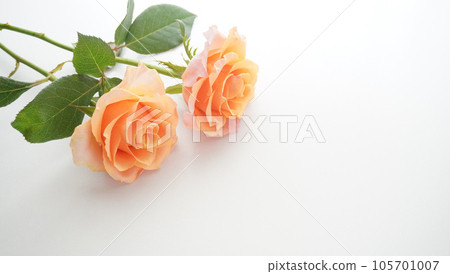 Orange Rose Flower 105701007