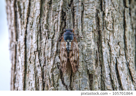 Yokohama cityscape in Japan Autumn season. The intense heat continues, but the cicadas in the city are already low… = August 8, Yokohama city 105701864