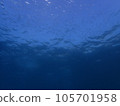 A school of juvenile sardines seen while diving in Izu 105701958