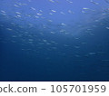 A school of juvenile sardines seen while diving in Izu 105701959
