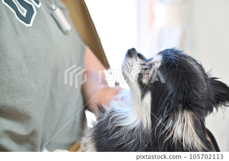 A young Chihuahua and her owner woman training with an unfamiliar carrier bag 105702113