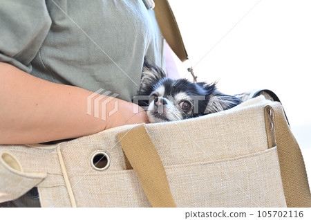 A young Chihuahua and her owner woman training with an unfamiliar carrier bag A young Chihuahua and her owner woman training with an unfamiliar carrier bag 105702116