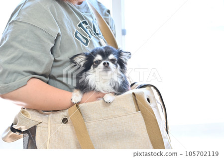 A young Chihuahua and her owner woman training with an unfamiliar carrier bag A young Chihuahua and her owner woman training with an unfamiliar carrier bag 105702119