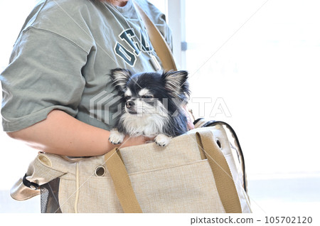 A young Chihuahua and her owner woman training with an unfamiliar carrier bag A young Chihuahua and her owner woman training with an unfamiliar carrier bag 105702120