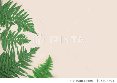 Fresh green fern leaves on light beige background banner. Natural layout. Summer or spring sale template. Minimal concept. Nature pattern. Flat lay copy space top view. Tropical blank mockup. Frame AD 105702294