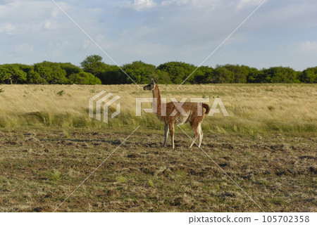 Guanacos, La Pampa, Argentina 105702358
