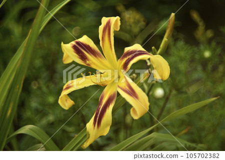 Yellow and red lilies in the summer garden. Large lily flowers. Yellow and red lilies in the summer garden. Large lily flowers. 105702382