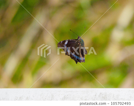 飛行魯里塔塔哈 105702493