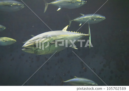 藍鰭金槍魚(藍鰭金槍魚) 藍鰭金槍魚(藍鰭金槍魚) 105702589