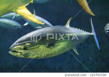 Bluefin tuna (bluefin tuna) Bluefin tuna (bluefin tuna) 105702590