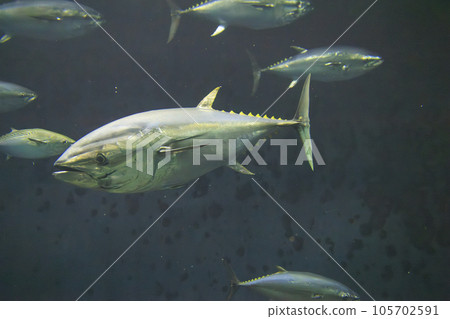 Bluefin tuna (bluefin tuna) 105702591