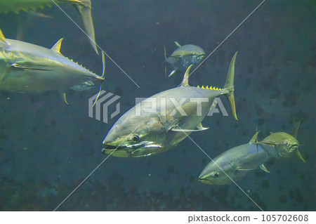 Bluefin tuna (bluefin tuna) Bluefin tuna (bluefin tuna) 105702608
