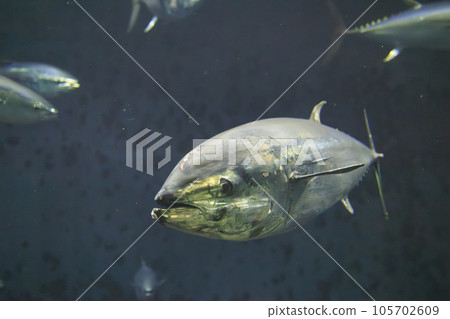 藍鰭金槍魚(藍鰭金槍魚) 藍鰭金槍魚(藍鰭金槍魚) 105702609