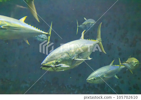 藍鰭金槍魚（藍鰭金槍魚） 105702610