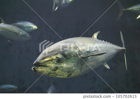 Bluefin tuna (bluefin tuna) Bluefin tuna (bluefin tuna) 105702613