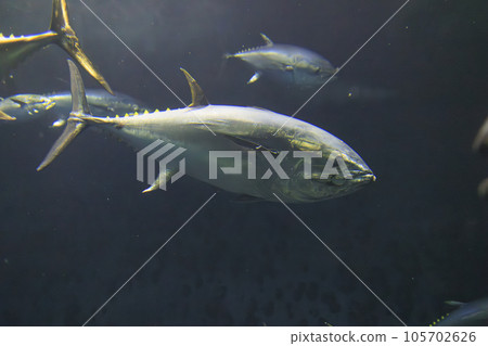 藍鰭金槍魚（藍鰭金槍魚） 105702626