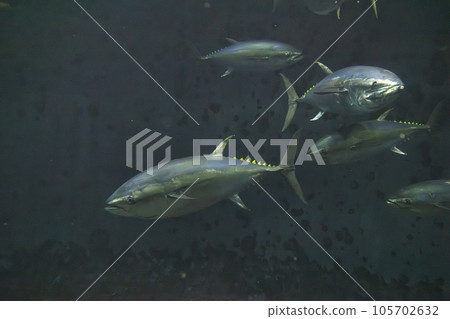 Bluefin tuna (bluefin tuna) 105702632