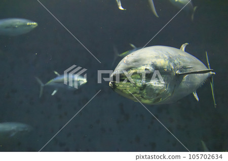 Bluefin tuna (bluefin tuna) 105702634