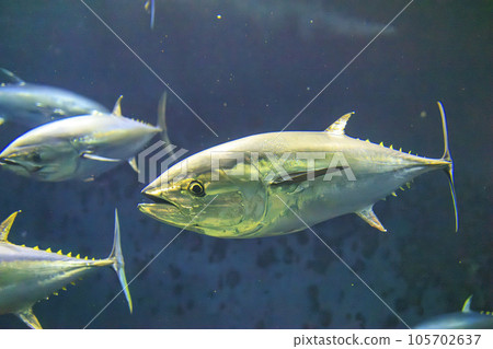 藍鰭金槍魚（藍鰭金槍魚） 105702637