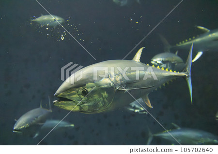 Bluefin tuna (bluefin tuna) Bluefin tuna (bluefin tuna) 105702640
