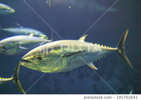Bluefin tuna (bluefin tuna) Bluefin tuna (bluefin tuna) 105702641