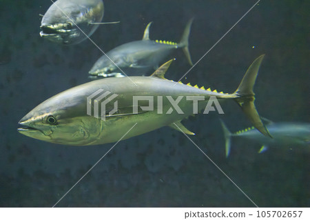 藍鰭金槍魚(藍鰭金槍魚) 藍鰭金槍魚(藍鰭金槍魚) 105702657