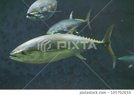 藍鰭金槍魚（藍鰭金槍魚） 105702658