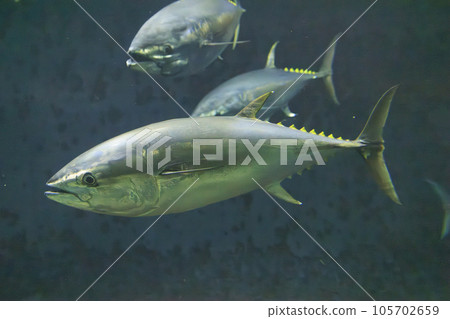 藍鰭金槍魚(藍鰭金槍魚) 藍鰭金槍魚(藍鰭金槍魚) 105702659