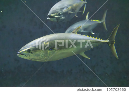 藍鰭金槍魚（藍鰭金槍魚） 105702660