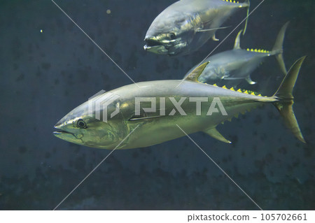 藍鰭金槍魚(藍鰭金槍魚) 藍鰭金槍魚(藍鰭金槍魚) 105702661
