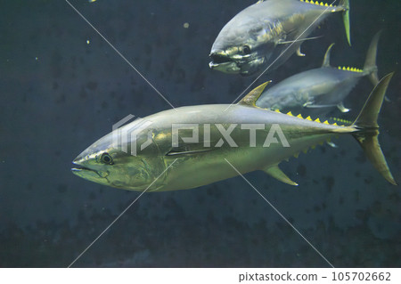 藍鰭金槍魚（藍鰭金槍魚） 105702662
