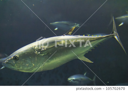 Bluefin tuna (bluefin tuna) Bluefin tuna (bluefin tuna) 105702670
