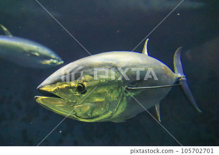 藍鰭金槍魚（藍鰭金槍魚） 105702701