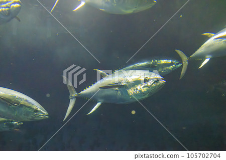 Bluefin tuna (bluefin tuna) Bluefin tuna (bluefin tuna) 105702704