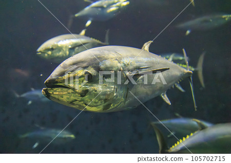 藍鰭金槍魚（藍鰭金槍魚） 105702715
