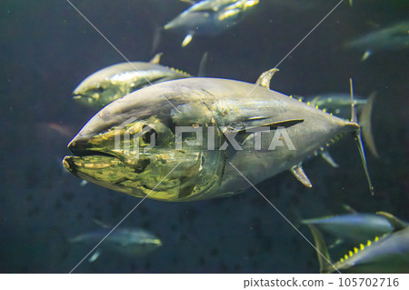 藍鰭金槍魚（藍鰭金槍魚） 105702716