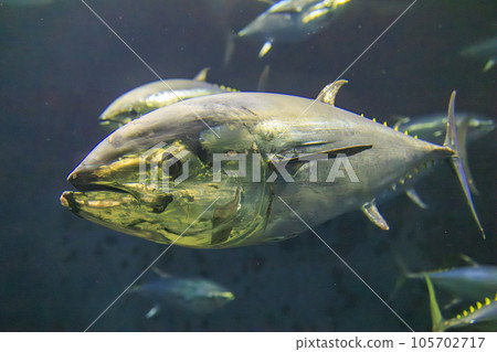 藍鰭金槍魚（藍鰭金槍魚） 105702717