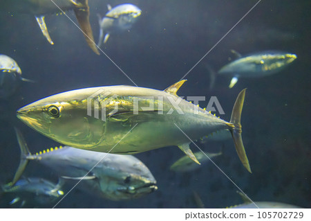 Bluefin tuna (bluefin tuna) Bluefin tuna (bluefin tuna) 105702729