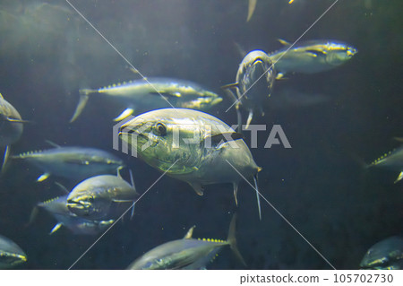 Bluefin tuna (bluefin tuna) Bluefin tuna (bluefin tuna) 105702730