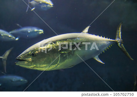 藍鰭金槍魚(藍鰭金槍魚) 藍鰭金槍魚(藍鰭金槍魚) 105702750