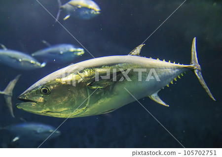 Bluefin tuna (bluefin tuna) Bluefin tuna (bluefin tuna) 105702751