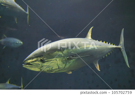 藍鰭金槍魚(藍鰭金槍魚) 藍鰭金槍魚(藍鰭金槍魚) 105702759