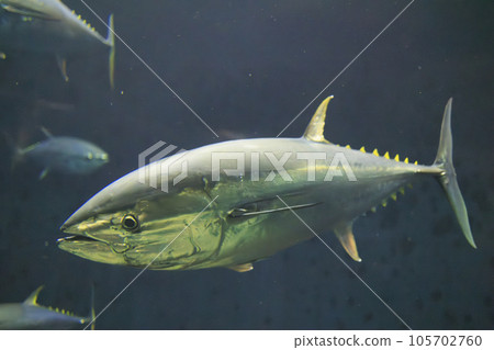 Bluefin tuna (bluefin tuna) 105702760