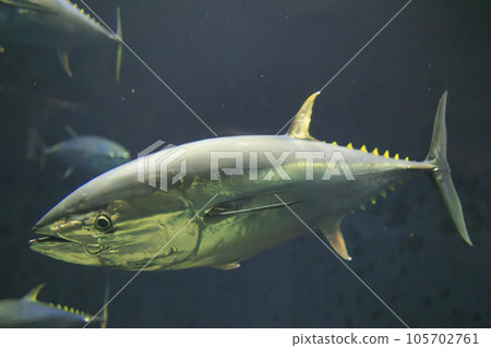 藍鰭金槍魚（藍鰭金槍魚） 105702761