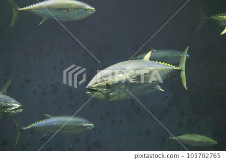 藍鰭金槍魚（藍鰭金槍魚） 105702765