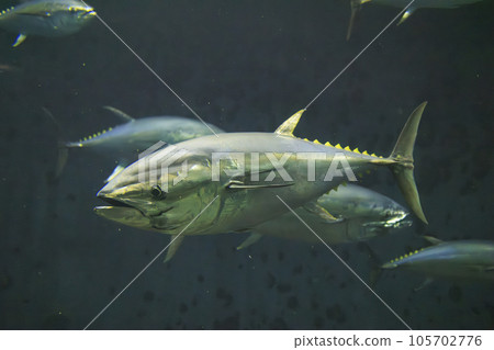 Bluefin tuna (bluefin tuna) Bluefin tuna (bluefin tuna) 105702776