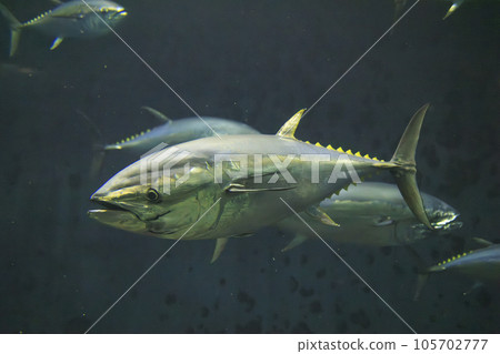 Bluefin tuna (bluefin tuna) Bluefin tuna (bluefin tuna) 105702777